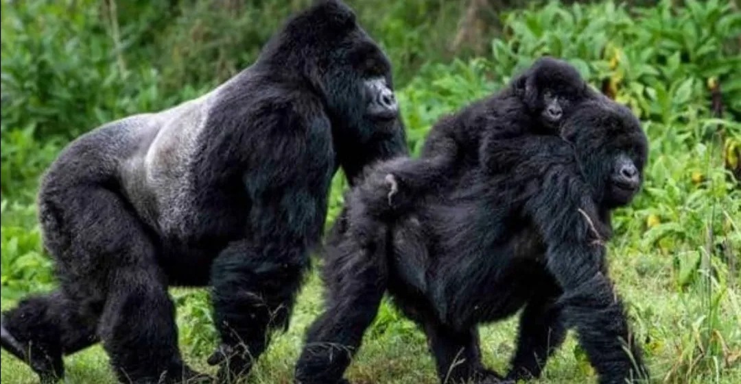 SCANDALOUS: UWA acknowledges gaps in systems following 11B loss in Gorilla permit bookings